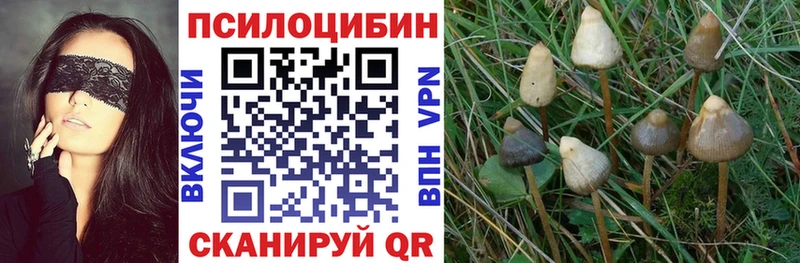Галлюциногенные грибы Psilocybe  Свирск 